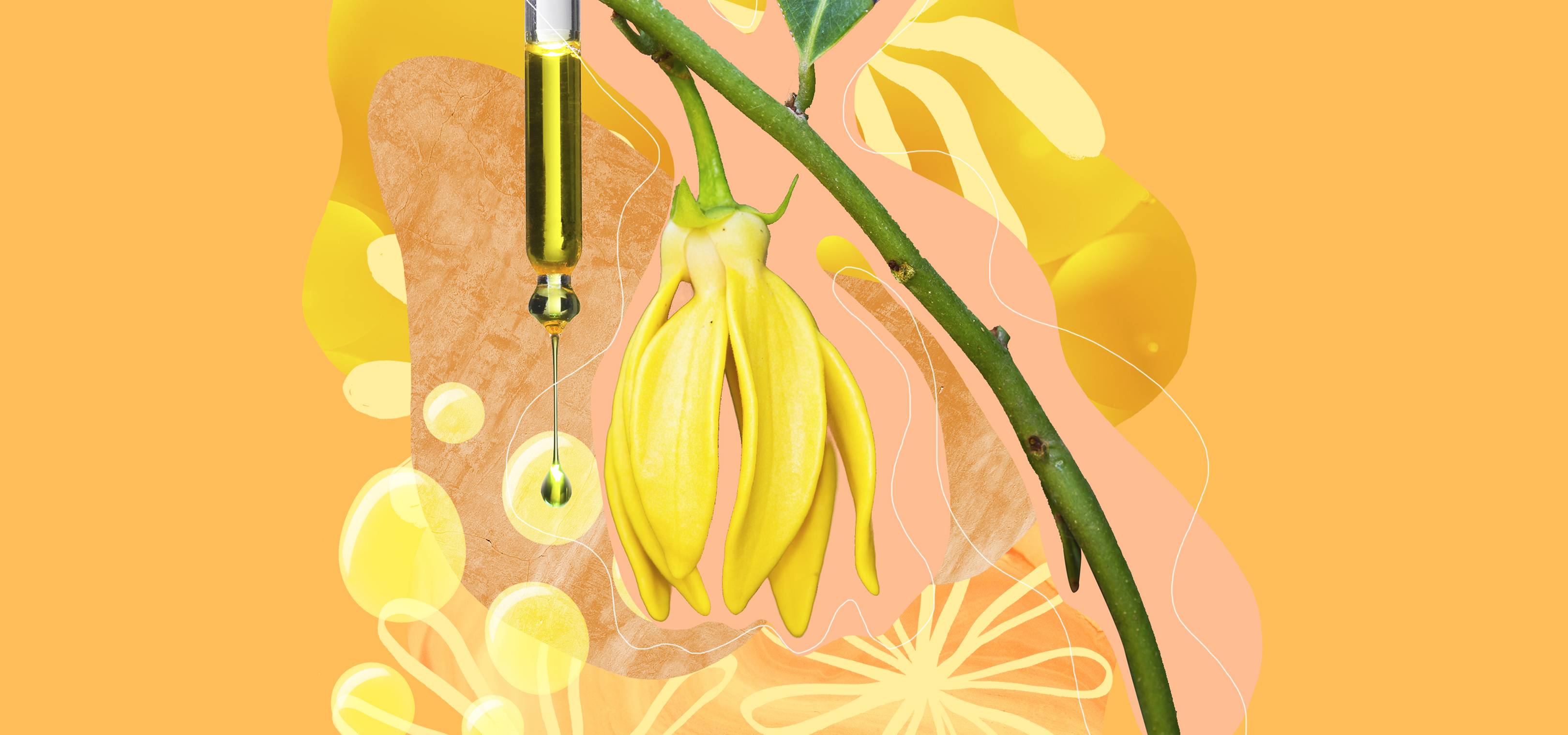 What Does YlangYlang Smell Like? Shay & Blue DEV